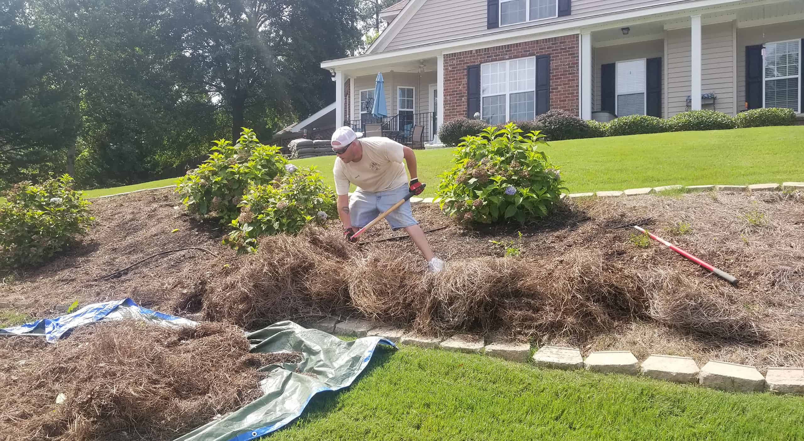 spreading new pine straw in flower beds