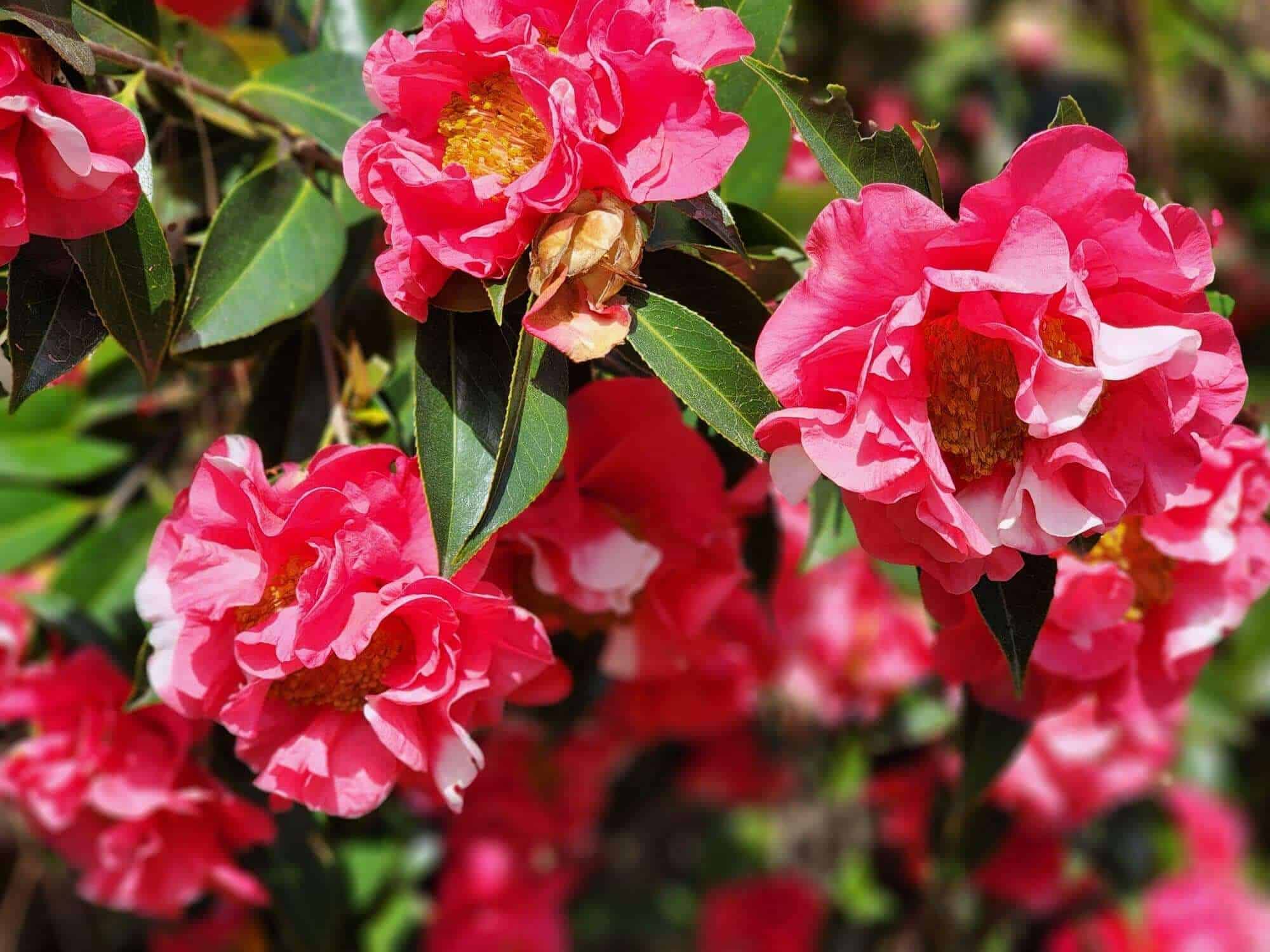 close up camelia flowers in bloom